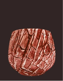 H clovis